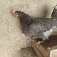 مرغ تخمگذار  ۱۰ ماهه