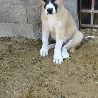 توله ماده خراسانی معاوضه