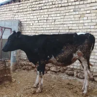 گوساله تلیسه پایی کل درجه یک مادر صنعتی گاو
