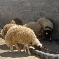 بره کشتاری