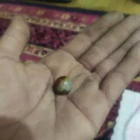 مهره سلیمانی اصلی