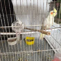 عروس هلندی