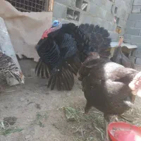 بوقلمون نر. پرنده. مرغ