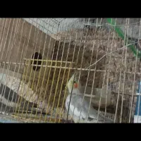 عروس هلندی با وسایل به فروش میرسد