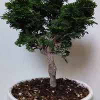 درختچه بنسای سرو کله قندی و نئون