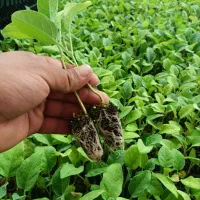 نشا بادمجان کلش و گوجه هیبرید