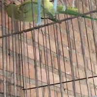 ملنگو ماده آماده جفت معاوضه با جفت گریچینگ