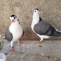 مفلق