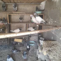فروش پاکستانی  تمیز هم بازی کن  هم پرواز زیاد