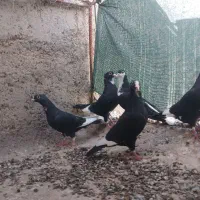 پنج عدد