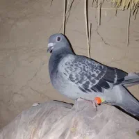 سلام دوستان عزیز  یه جفت ماده به فروش می‌رسد