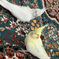 فروش یک جفت عروس هلندی