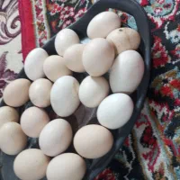40 هزار تومان