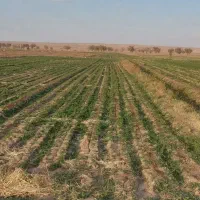 1000 متر زمین کشاورزی