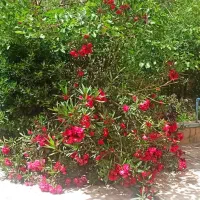 فروش زمین چهاردیواری باغی
