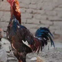 خروس لاری