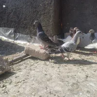 ۸تاکفترتاختی۴طبقه