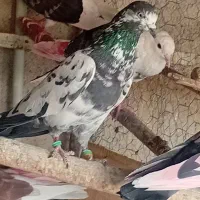 تعدادی کفتر پرشی