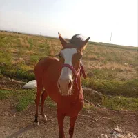 اسب