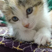 گربه واگذاری