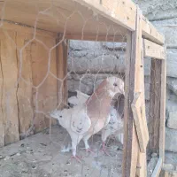 نرسرور کاکلی ماده زرد