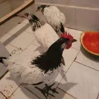 مرغ و خرس لاکنولدر