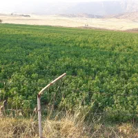 فروش یونجه