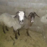 میش