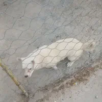 سگ پا کوتاه