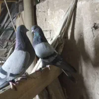 چند تاکفتر سالم سالم هست
