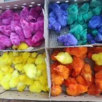 جوجه زیبا و رسمی و شاخدار