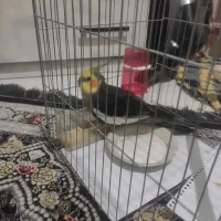 عروس هلندی نر