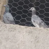 کبوتر