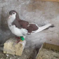 کفتر ساده سرخ و ابری و سینه مشکی سینه سیاه