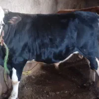 گوساله گوشتی چاق خالص
