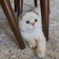 گربه اسکاتیش بلو پوینت پسر اصیل