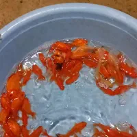 طعمه ماهی قرمز