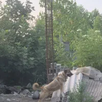 سگ سرابی نگهبان