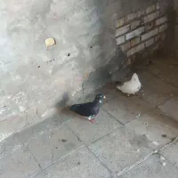 ابو جلال شمالی