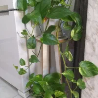 گل پتوس درشت و یخ