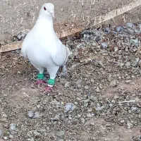 کفتر ساده