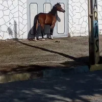اسب مادیان 6ساله
