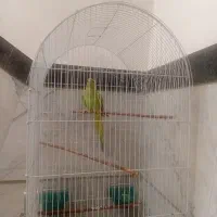 طوطی ملنگو ماده