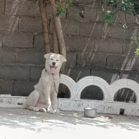 سگ آلابای