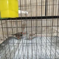 فنچ نروماده با قفسه