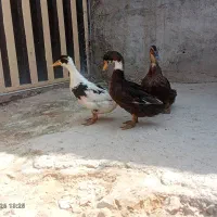 سه تا اردک