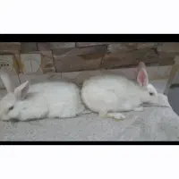 خرگوش ماده سفید چشم شرابی