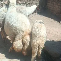2میش بره سنجابی