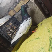 سینه سیاه نر