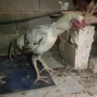 مرغ و خروس لاری